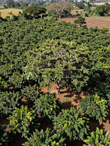 High-angle drone shot of a lush West African cocoa agroforestry farm, structured tree canopy, bright equatorial daylight, rich earth tones, 35mm