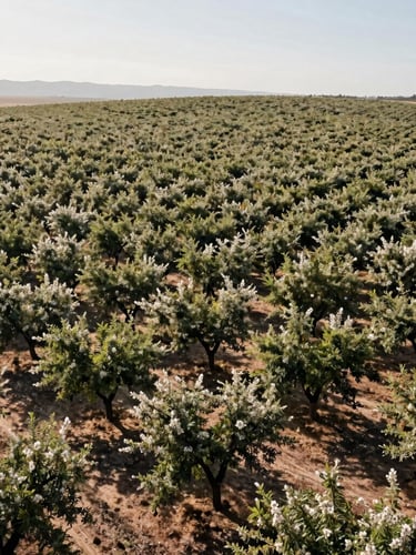 Crisp morning daylight over a vast California almond orchard, structured rows of trees stretching to the horizon, high-contrast shadows, clean agricultural landscape with negative space on the left.