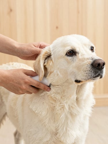 Eye-level medium shot of hands gently brushing a relaxed dog's clean coat. Natural wood background, soft focus, bright natural daylight, warm cream tones.