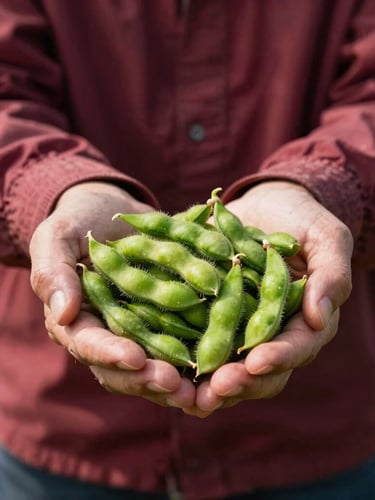 Vertical portrait of an agricultural inspector holding freshly harvested, vibrant green edamame pods in clean hands, soft Scandinavian daylight, high-contrast deep shadows, professional B2B agricultural setting.