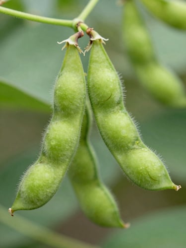 Macro photographic close-up of vibrant green edamame pods growing on the vine, clean agricultural detail, soft diffused natural daylight, shallow depth of field.
