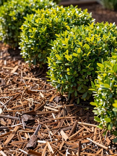 Close-up of clean garden edges, fresh rich brown mulch, and vibrant green boxwood shrubs, bright afternoon sunlight, 35mm.