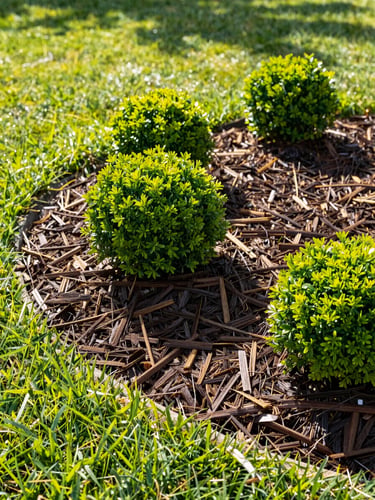 Bright outdoor photography of a perfectly manicured lawn and garden beds with fresh dark brown mulch, vibrant green shrubs, warm afternoon sunlight, sharp focus.