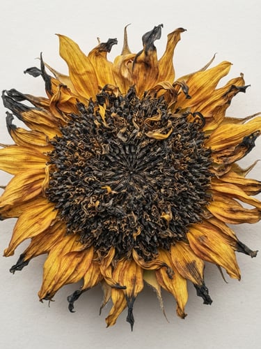 Close-up of a sunflower in various stages of decay, rich golden and deep charcoal tones, soft diffused daylight, high-resolution archival detail, flat-lay reproduction.