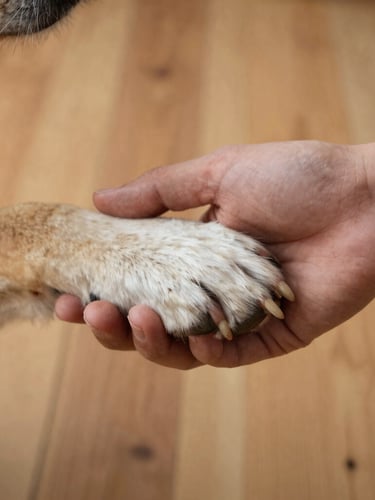 Soft natural daylight close-up of a human hand gently holding a dog's paw on a warm wooden floor, representing a deep emotional bond and legal care.