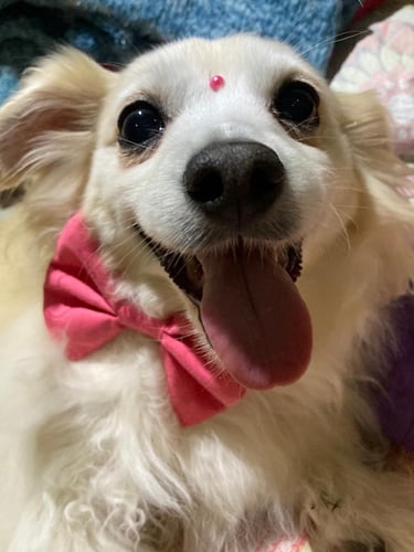 Un perro blanco de pelo largo y feliz con un corbatín rosa y un pequeño accesorio rosado sonriendo