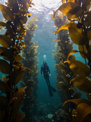 Wide environmental shot of a lone diver floating peacefully in a towering kelp forest, natural sunlight filtering down through the green canopy, low-contrast ambient underwater light.