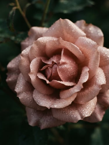 A close-up botanical detail of a dusty rose showing dew and delicate texture, soft morning window light, shallow depth of field, 35mm film