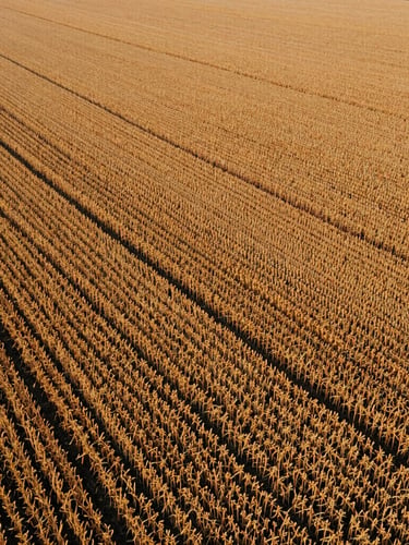 Wide aerial drone shot of a golden soy field during harvest, early morning warm sunlight casting long shadows, rich earth tones, 35mm film look