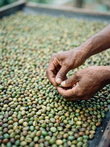 Close-up of weathered hands gently turning wet-hulled green coffee parchment on a raised drying bed, soft diffused equatorial daylight, 35mm documentary photograph