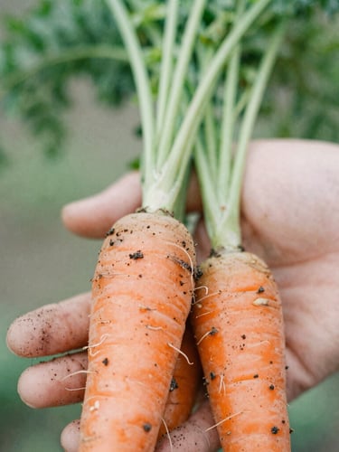 Macro close-up of soil-dusted hands holding freshly harvested organic root carrots, soft overcast daylight, natural film texture.