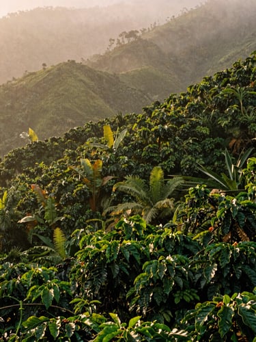 Warm editorial photography of lush misty Colombian coffee plantations on steep mountain slopes at sunrise, rich deep greens, 35mm film look.