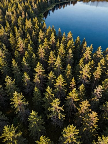 Cinematic wide-angle aerial shot of a deep green Finnish pine forest shifting into a clear blue lake at sunrise, captured from directly overhead
