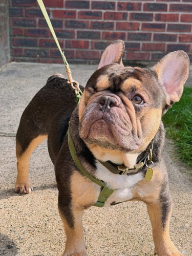 One eyed french bulldog outside on a green leash.