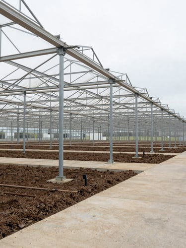 Wide-angle editorial documentary photography of a massive industrial greenhouse facility under overcast morning light, realistic steel structures and concrete pathways stretching into the background.