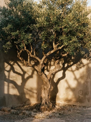 Architectural olive tree with sculptural branches casting sharp geometric shadows on a warm stone-gray wall, golden-hour sunlight, 35mm.