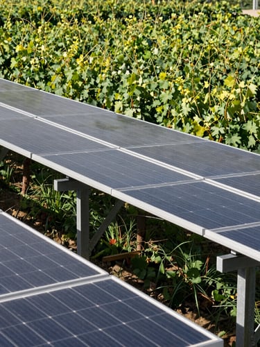 Low angle wide shot of elevated solar panels over lush Italian vineyards, brilliant daylight, clean architectural steel supports, high-contrast, Hasselblad medium format