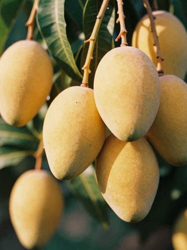 Close-up of golden ripe mangoes hanging from a branch, warm low-angle afternoon sunlight filtering through green leaves, shallow depth of field, 35mm film.