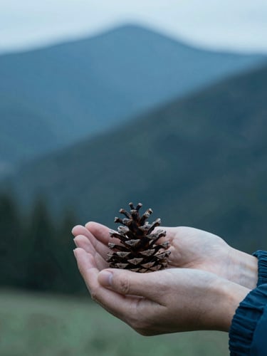 A close-up of hands gently holding a small Colorado pinecone, soft focus, sage green and deep blue tones, cool morning light, 35mm
