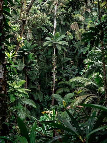 Wide-angle environmental shot of the dense subtropical forest canopy of Cotubanama, dramatic natural filtered jungle light, rich tropical green tones, 35mm