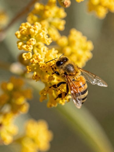 Macro close-up of a single healthy honeybee dusting pollen from a golden eucalyptus blossom, shallow depth of field, warm natural sunlight, documentary photography.