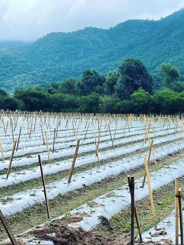 A scenic farm field with plastic mulch and wooden stakes for crops, set against lush green mountains.