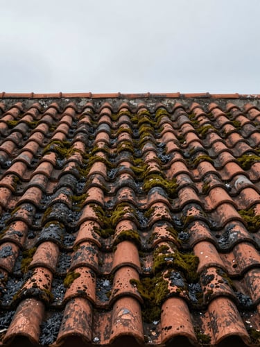 Wide shot of a Corsican terracotta roof heavily covered in dark green moss and grey-black algae stains, photographed in soft overcast morning light, surface texture clearly visible across the full tile span, no sky, no people