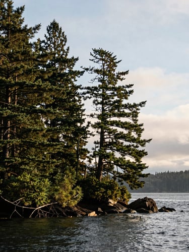 Overcast Pacific Northwest coastline of Bainbridge Island, dense pine trees touching the water, crisp morning light, architectural crop, bleed right.