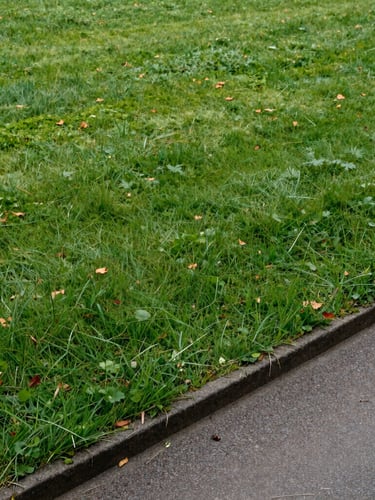 Gros plan d'une pelouse d'un vert profond coupée au millimètre près, bordure nette longeant une allée pavée de style classique québécois.