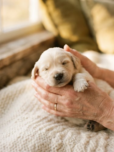 Close-up of gentle human hands holding a tiny newborn puppy, warm golden hour light through a window, soft cream blanket background, shallow depth of field, 35mm