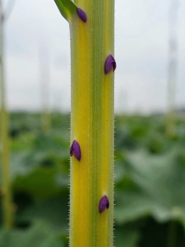 Macro close-up shot of a giant hogweed plant stem with distinct purple spots and sharp hairs, warning yellow-green tones, dramatic outdoor documentary style, high contrast
