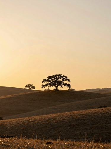 Wide environmental landscape of rolling hills at golden hour, silhouetted oak trees against a warm sunset sky, peaceful natural horizon with soft warm light, shallow depth of field
