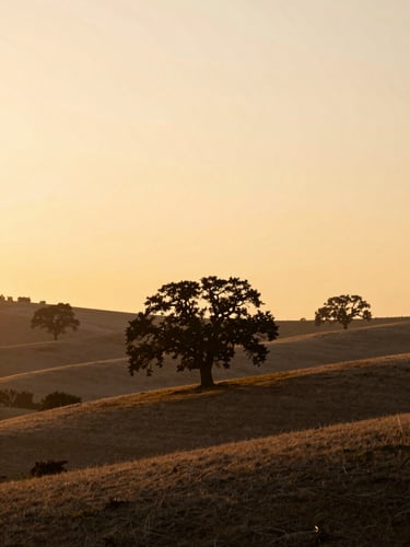 A peaceful sunset over rolling hills, soft golden light filtering through silhouetted oak trees, warm serene editorial style.