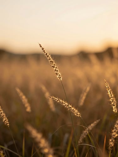 Close-up of wild grass glowing in soft sunset gold, shallow depth of field, warm serene editorial photography.