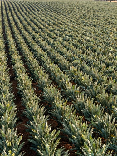 Crisp morning light over an orderly eucalyptus forestry plantation with clean rows stretching into the background, technical and managed