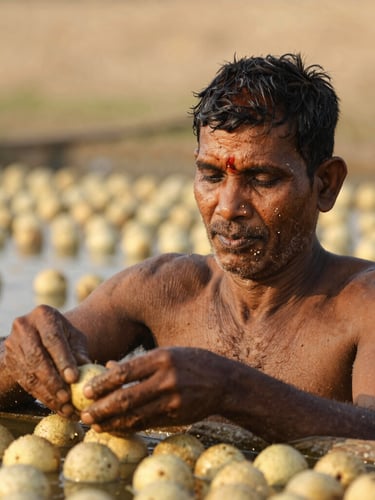 Close-up portrait of a Bihari makhana farmer, weathered hands, serene expression, natural light, working in a shallow makhana pond, rich earthy tones.