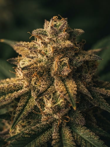 Macro photograph of a single pristine cannabis bud, rich in golden trichomes, glowing under soft natural window light, elegant dark green background, 35mm