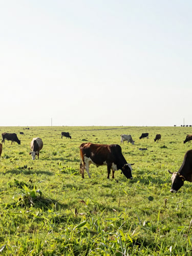 Wide-angle photograph of pristine, lush green Mexican pastures under bright morning light, responsibly raised cattle grazing in the far distance, clean environmental composition.