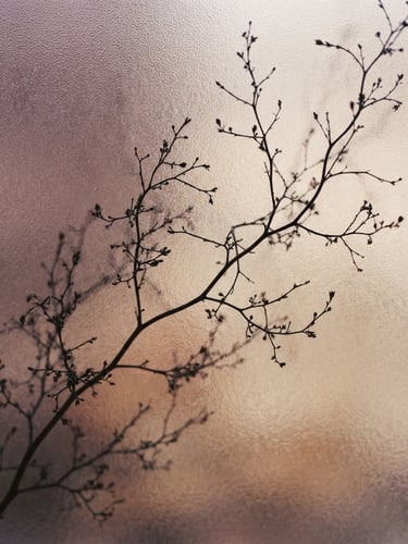Soft diffused morning light filtering through frosted glass, showing the delicate silhouette of a wild branch, muted plum and warm sand tones, shallow depth of field