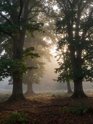 Misty morning in a German forest, ancient beech trees, soft golden light filtering through fog, wide-angle cinematic