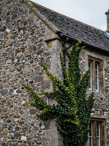 A vertical portrait composition of a weathered Welsh stone wall and slate roof corner, soft overcast daylight, muted moss green ivy climbing the stone, elegant architectural detail.