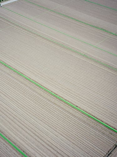 High-altitude geometric aerial view of structured agricultural test plots, sharp green laser lines mapping crop rows, clinical bright daylight, 35mm.