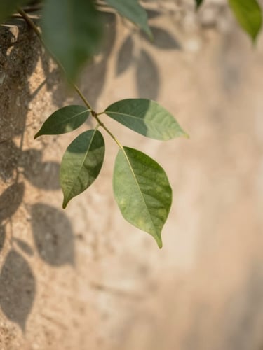 Close-up of soft dappled shadows of local Dharwad leaves falling on a warm natural stone wall, shallow depth of field, calm morning daylight.