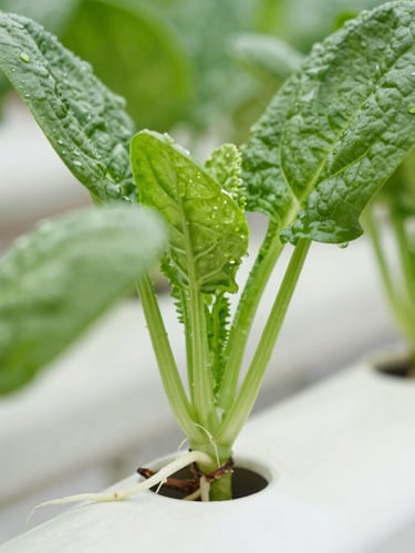 Macro photography of clean white hydroponic roots of fresh green spinach, bright clinical lighting, water droplets visible, white background