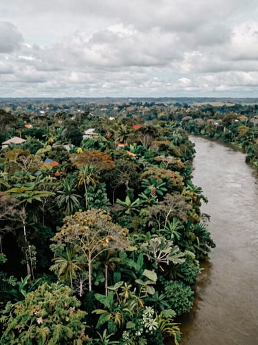 Wide panoramic aerial shot of lush tropical rainforest in Mimika, Papua, with a winding river on the right, soft overcast daylight, documentary photography style.