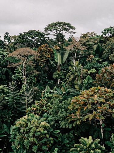 Wide environmental shot of lush Papuan forest canopy in Mimika, natural overcast daylight, deep forest greens, cinematic film look