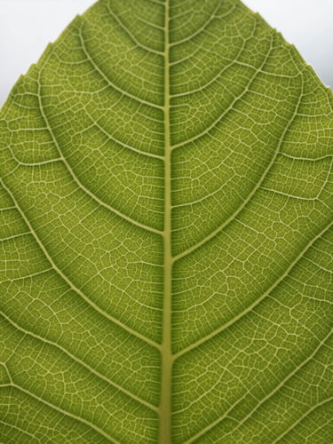 Extreme macro close-up of a single leaf vein pattern, back-lit by natural overcast daylight, displaying a clean, geometric branching structure resembling a network diagram.
