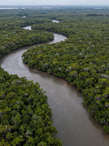 A high-altitude drone mapping shot of winding tidal channels cutting through dense mangrove forests in West Kalimantan, overcast morning light.