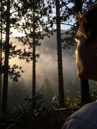 A warm, high-contrast side-profile portrait of a therapist looking out toward a misty pine forest, face partially in soft shadow with dramatic golden sunlight breaking through, 35mm.