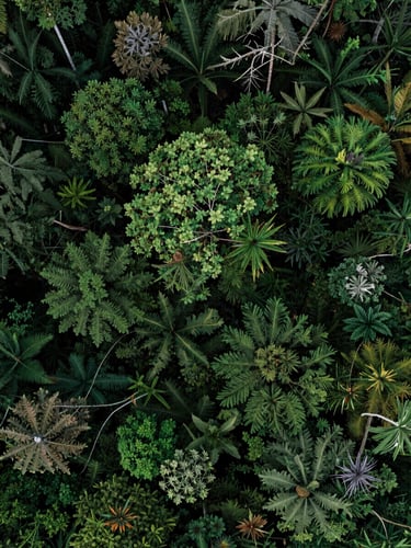High-altitude satellite orthophotography of an intact tropical forest canopy, deep green textures, cool lighting, top-down perspective.